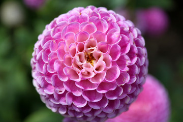 Dahlie