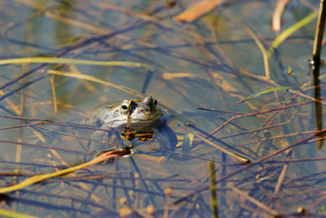 Frog in spring time