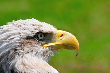 Aguila calva