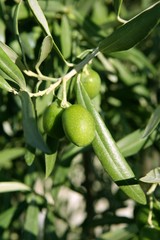 Green olive tree with macro closeup fruits