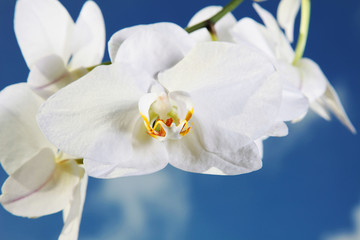 Weiße Orchidee vor blauem Himmel