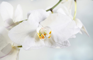 Fototapeta na wymiar Weiße Orchidee