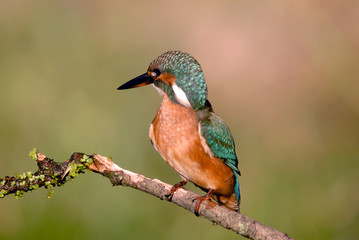 Fototapeta premium martín pescador