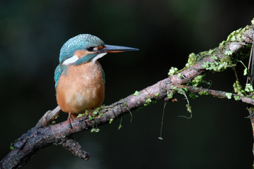 Pájaro Martín Pescador