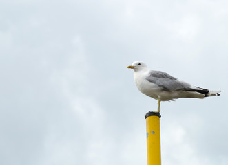 seagull