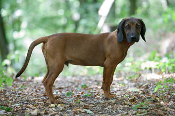 Junger Bayerischer Gebirgsschweißhund