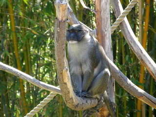 singe dans un arbre