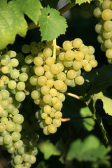 Cluster of white grapes on vineyard in Pfalz, germany