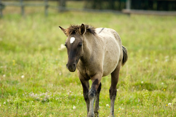 Fototapeta premium horse