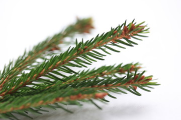 Christmas tree branch