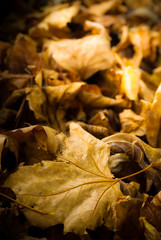 automne, image de feuilles mortes tombées - vertical
