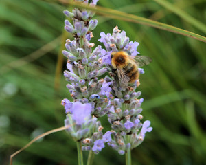 Bee on lavender flower