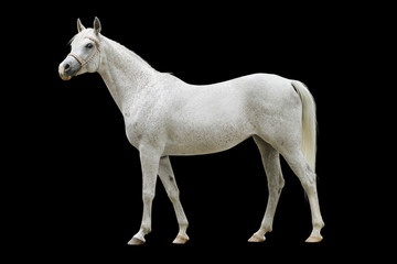 white arab horse isolated
