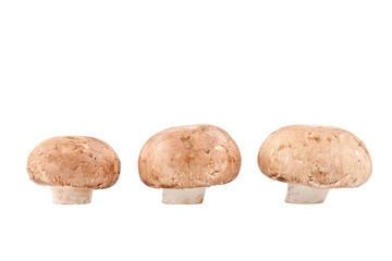 three champignons, isolated on white background