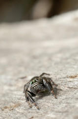 Aug in Aug mit der Springspinne