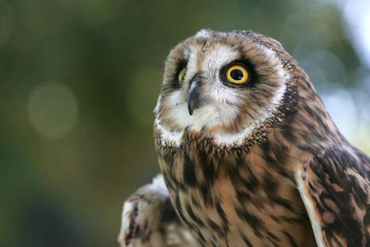 The Majestic Short Eared Owl.