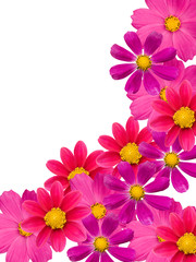 Obraz na płótnie Canvas Camomile flowers