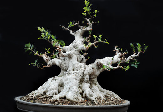 potted landscape