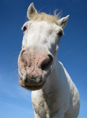 Fototapeta premium Cheval