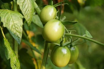 Unripe tomatos