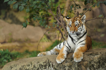 Fototapeta premium Zoo 68