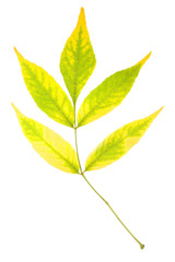 Ash tree on isolated