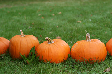 Pumpkins still-life with natural background