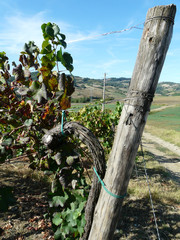 Fototapeta premium Vite