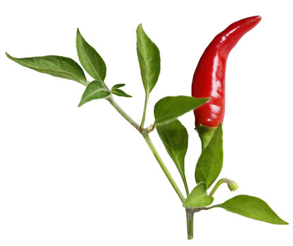 Pepper