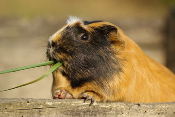 Fototapeta premium Cochon d'inde