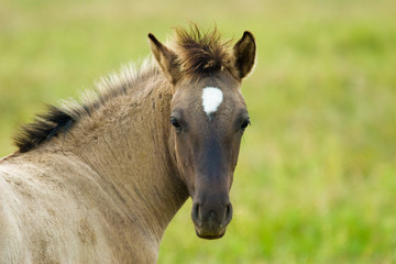 Fototapeta premium horse