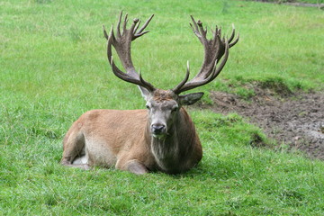 Rothirsch Rotwild Hirsch