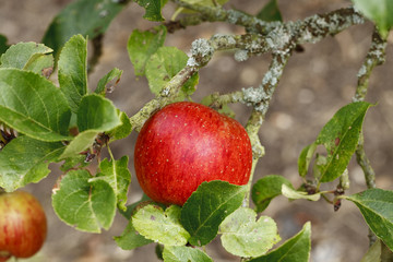 red apple on a tree in nature