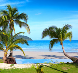 Palms on the tropical beach
