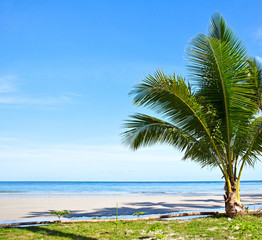 Fototapeta na wymiar Once palm on the beach