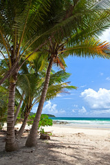 Fototapeta na wymiar Palms near beach