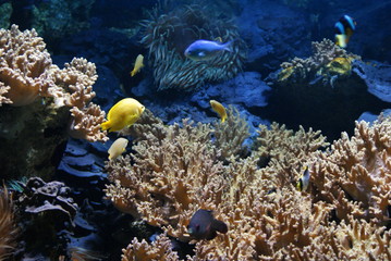 Fish swimming in aquarium in Madrid, Spain.