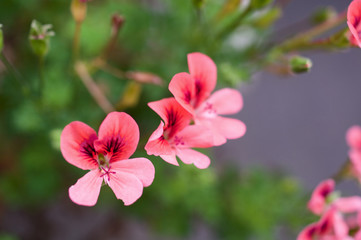 ゼラニウムの花