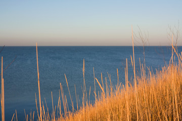 Dry grass on a background a sea