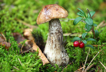 forest mushroom