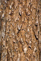 Abstract old tree trunk texture
