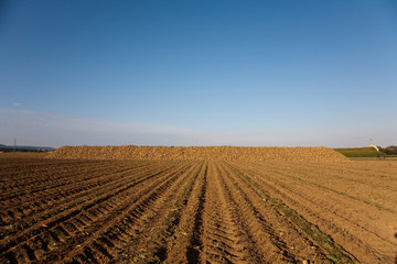Fototapeta na wymiar geerntete Zuckerrüben lagern auf dem Feld