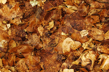 fall