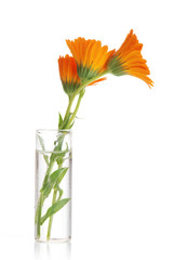 Flower in a vase