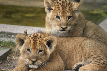 Fototapeta na wymiar Lion Cubs w zoo