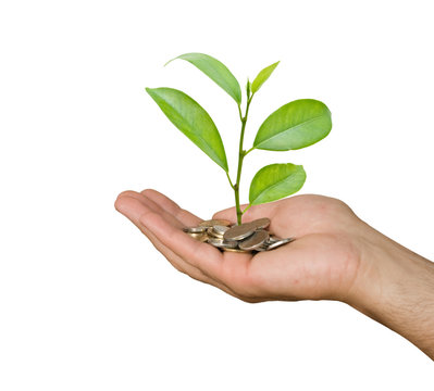 Hand with tree growing from pile of coins