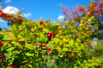 Fototapeta premium 吸血植物Ⅱ