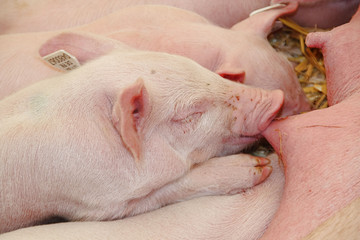 Young pig, sleeping