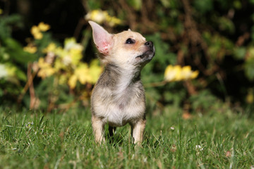 le regard tendre du chihuahua de face scrutant le ciel