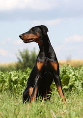 dobermann adulte noir et feu assis de face regardant ailleurs